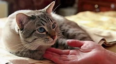 Dbanie o chorego kota